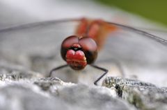 Sympetrum sanguineum